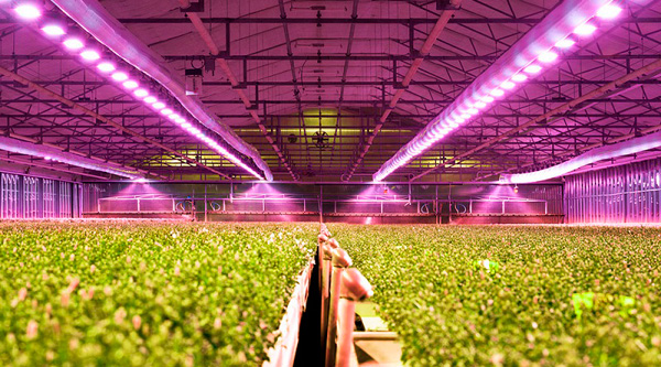艾邁斯歐司朗與Energous攜手開發(fā)無線供電多光譜傳感解決方案，助力農(nóng)業(yè)傳感應(yīng)用